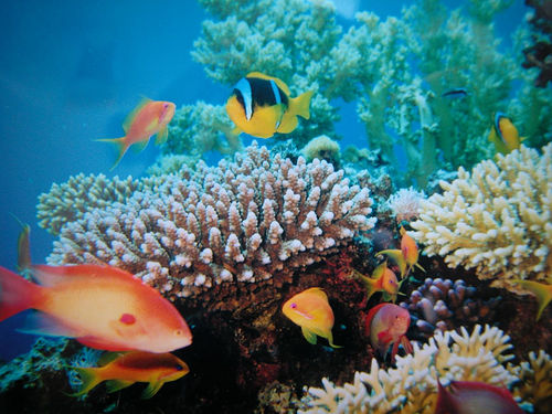 Schnorchelausflug von Hurghada